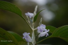 Strobilanthes consanguineus